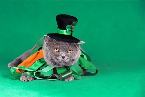 British shorthair vistiendo Leprechaun