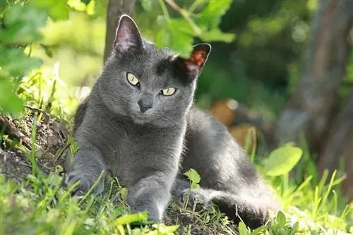 een grijze kat die op schuine grond ligt