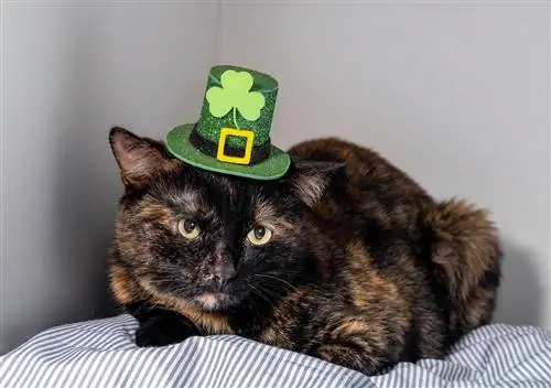 kucing tortie memakai topi Irlandia