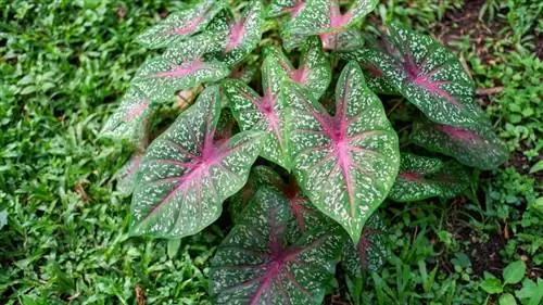 Caladium เป็นพิษต่อแมวหรือไม่? ดูแลแมวของคุณให้ปลอดภัย