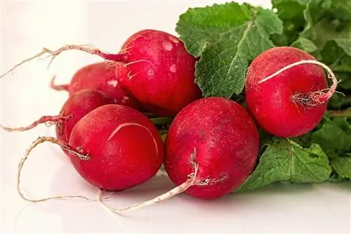 radish nyekundu