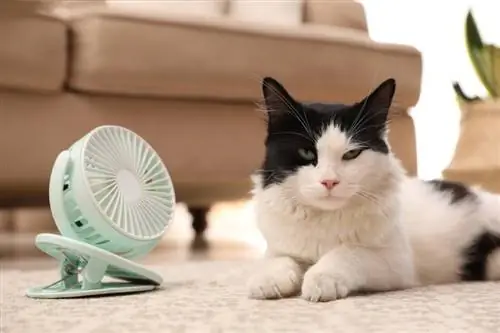 Houden katten van fans? Wat je moet weten