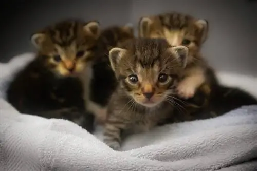 Tiga anak kucing kecil di atas linen