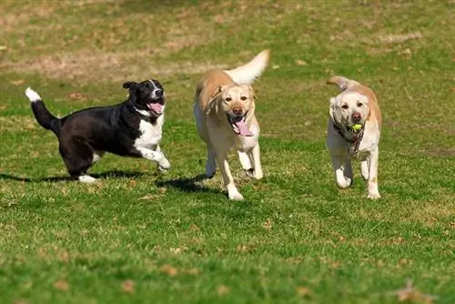 piękne psy labradorskie bawiące się piłką na zielonej łące