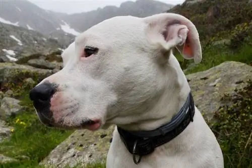 Dogo Argentino