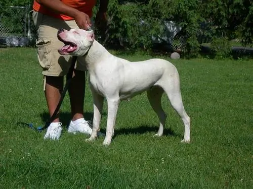 Dogo Argentinos için 81 Harika İsim: Cesur Köpekler için Fikirler & Güçlü Köpekler