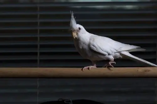 Kvinde albino cockatiel