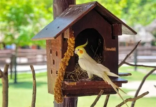 Cockatiel im bëri një vezë, çfarë duhet të bëj?