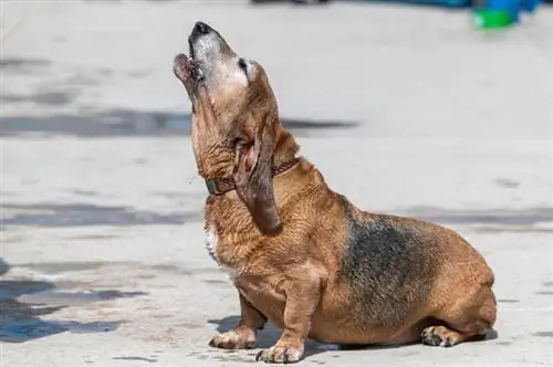 basset hound üvöltve