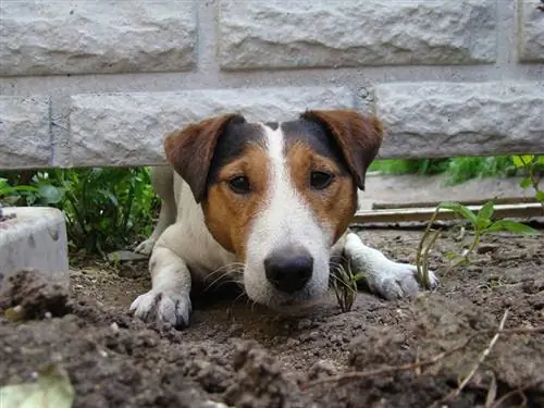 Köpek Kazma Çiti