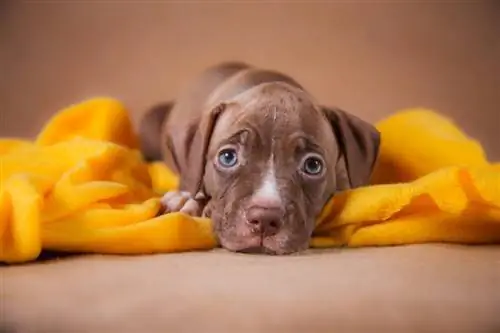 chiot pitbull terrier américain