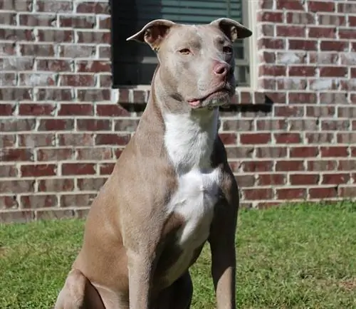 Amerikanischer Pitbull-Terrier