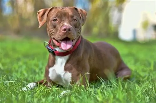 amerikansk pitbull-terrier