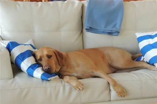 Gran perro marrón descansando en el sofá