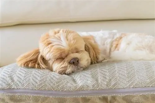 Anjing tidur dengan nyaman di bantal empuk yang besar