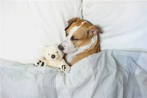 perro durmiendo en la cama