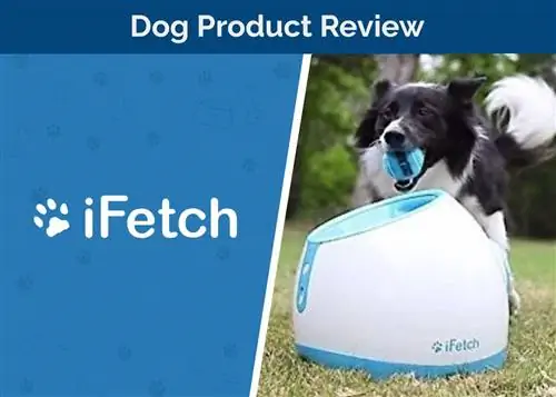 بررسی iFetch Interactive Dog Launcher 2023: مزایا، معایب & حکم