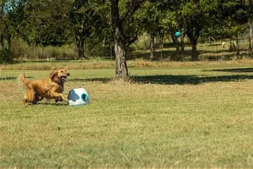 Mainan Anjing Pelancar Bola Terlalu Automatik iFetch-5