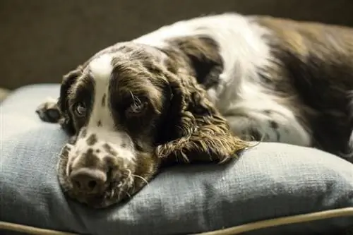 Kan hunde lide puder? Hvad du behøver at vide