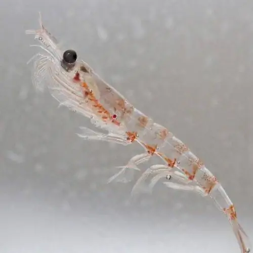 krill Tarpan