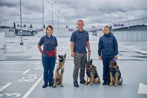 Malinois-hund og to schæferhunder på vakt med offiserer