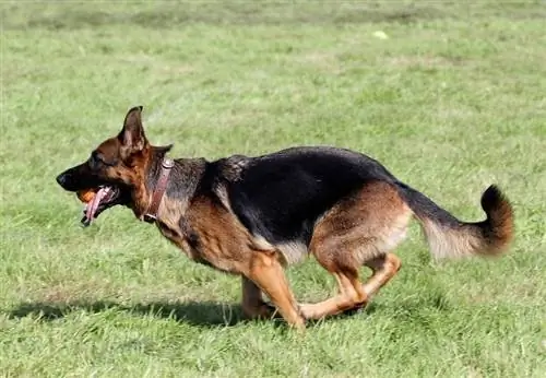 Schæferhund_Zelenskaya_shutterstock