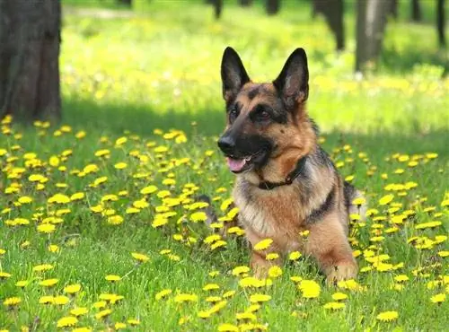 schæferhund med sjokkhalsbånd