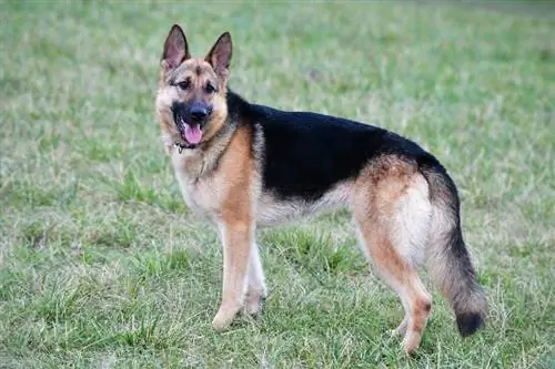 Schæferhund står på gresset