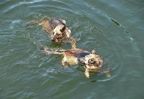 anjing gembala jerman berenang