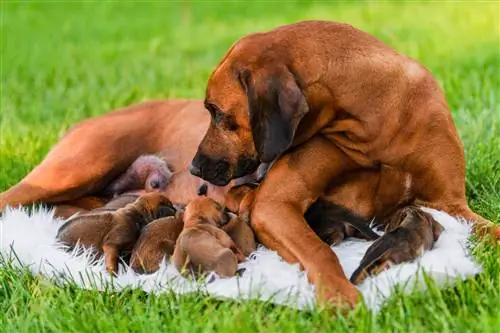 Qen nënë Rhodesian Ridgeback me këlysh