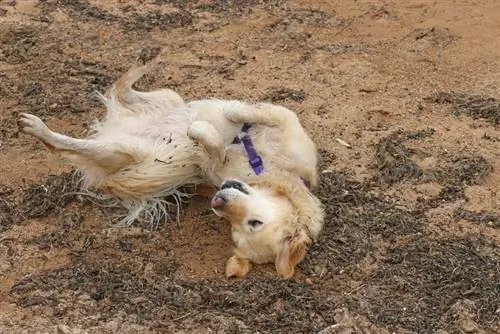 anjing golden retriever berguling-guling di pasir