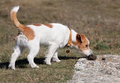 jack russel hond wat kak ruik