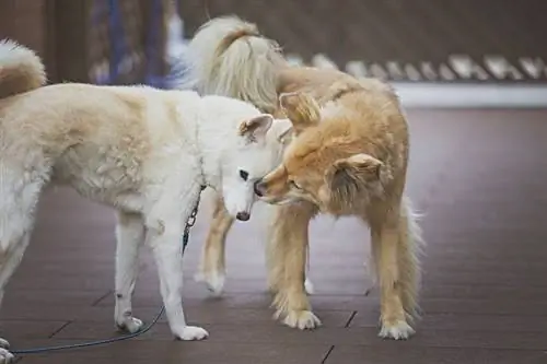 brun hund slikker den anden hund