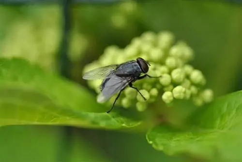 ফ্লাইস জাম্পস্টোরি