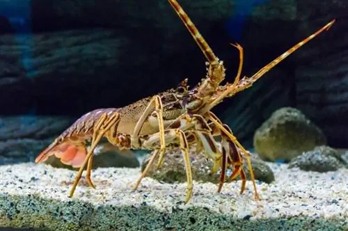 Apakah Lobster Merasa Sakit? Semua yang Perlu Anda Ketahui