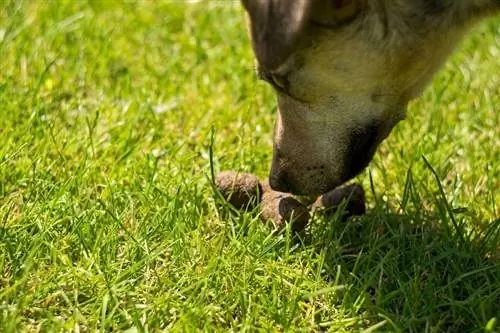 Ist Hundekot schädlich für die Umwelt? Was du wissen musst