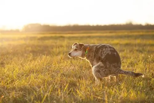 stor hund som försöker bajsa