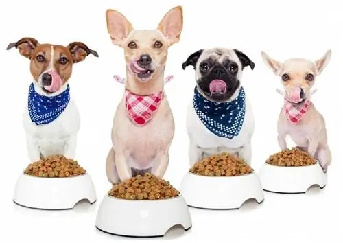 Pros & Cons of Grain-Free Dog Food: Uas Zoo dua?