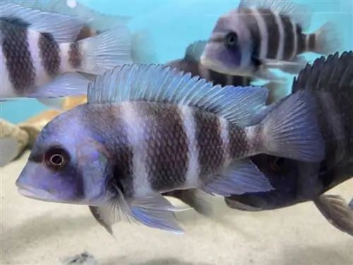 Cichlids za Kiafrika kwenye tanki la samaki