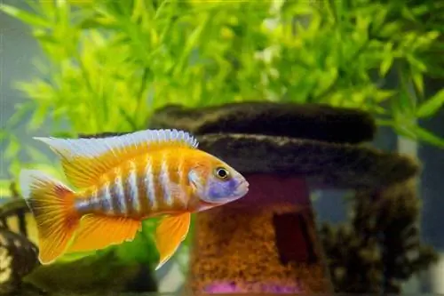 ውብ የአፍሪካ cichlid ከዕፅዋት ጋር በውሃ ውስጥ መዋኘት