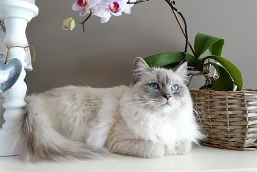 ragdoll መሬት ላይ ተኝቷል