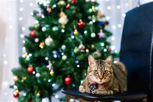 Come rendere a prova di gatto un albero di Natale – 10 modi possibili