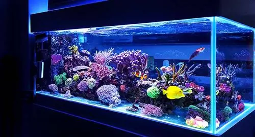 Seti 5 Bora Zote Katika Aquarium Moja ya Miamba: Chaguo Bora & Ukaguzi 2023