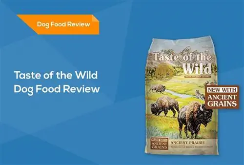 Taste of the Wild Dog Food Review 2023. Հիշում է, կողմ & Դեմ