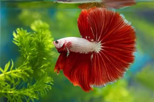 rosetail betta akvaariumis