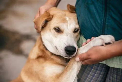 Cómo ayudar a un perro m altratado a recuperarse: 8 consejos y trucos