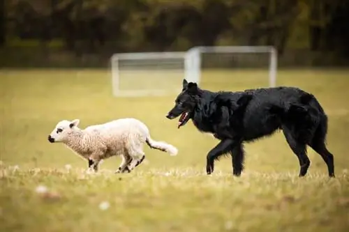 dub australian shepherd herding yaj