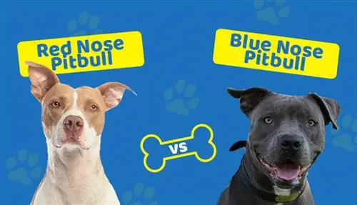 Pitbull de nas vermell vs blau: quina diferència hi ha? (Amb Imatges)