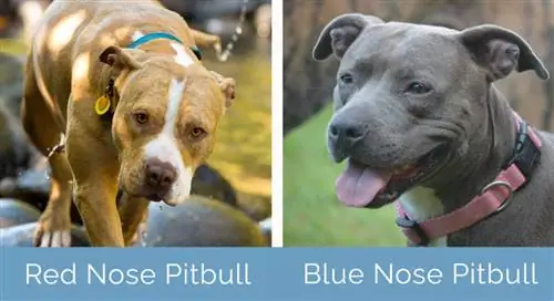 Red Nose vs Blue Nose Pitbull جنبًا إلى جنب