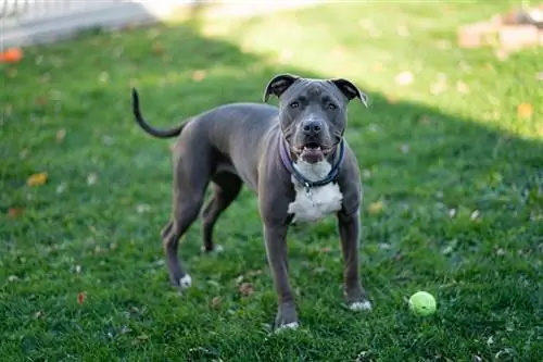 niebieski nos pitbull czeka na zabawę w aportowanie